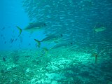 Curacao 04-12 553